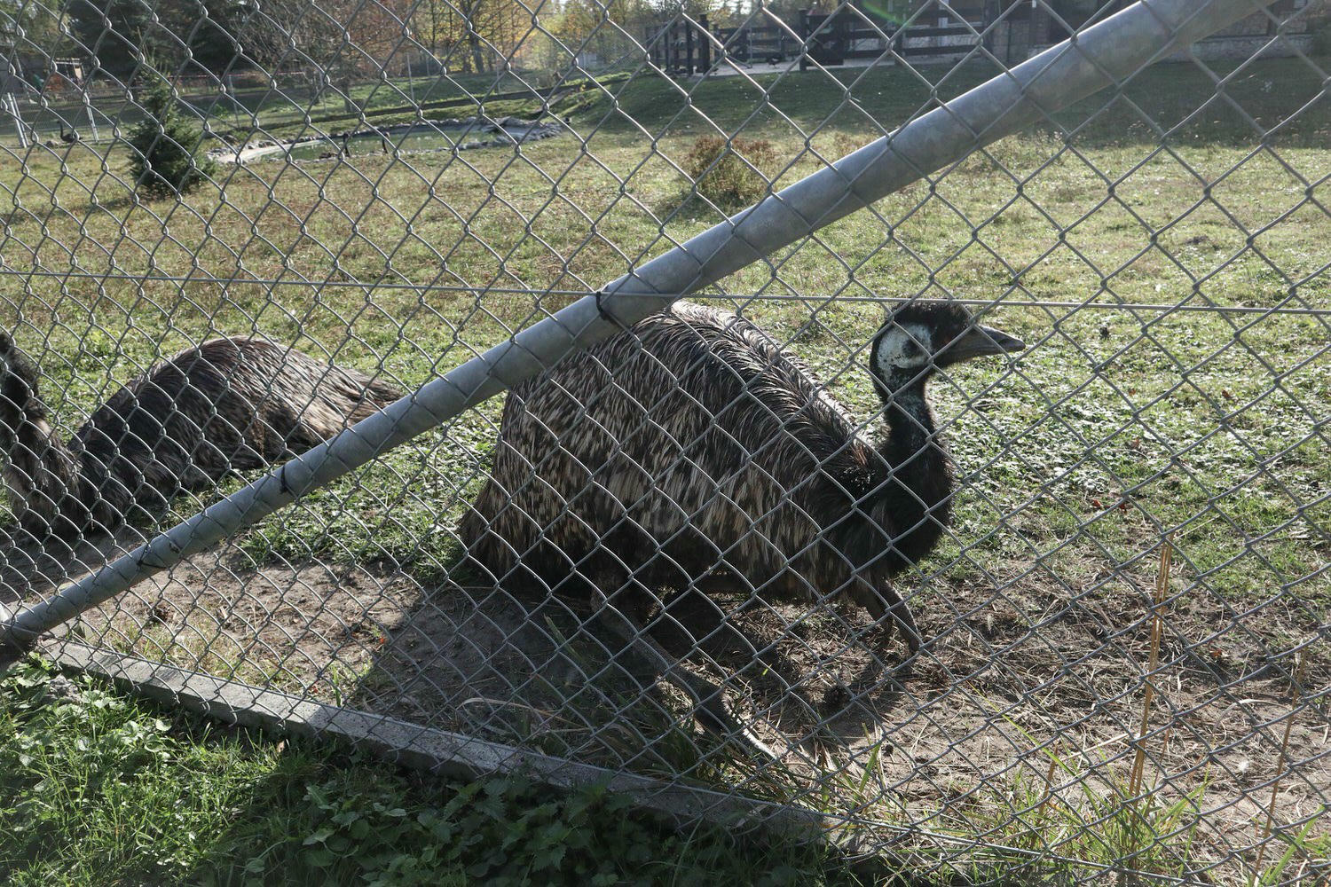 20241111-ferkf